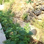 Mary's Garden * Tulisevica