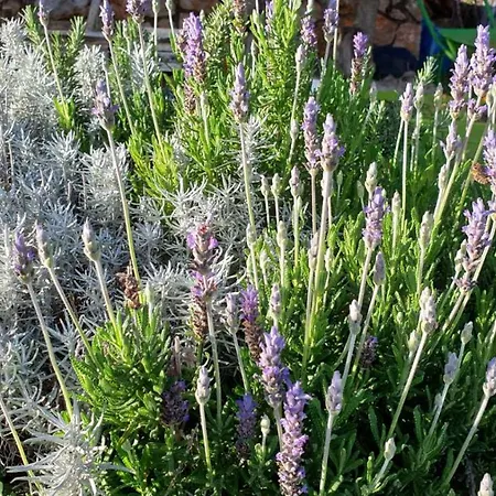 Tatil Evi Mary's Garden