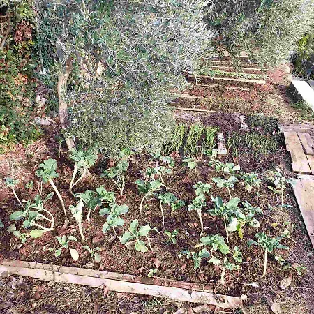 Mary's Garden Prázdninový dům Tulisevica