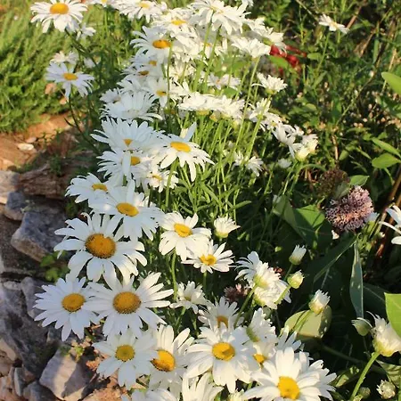 Mary's Garden Ferienhaus *